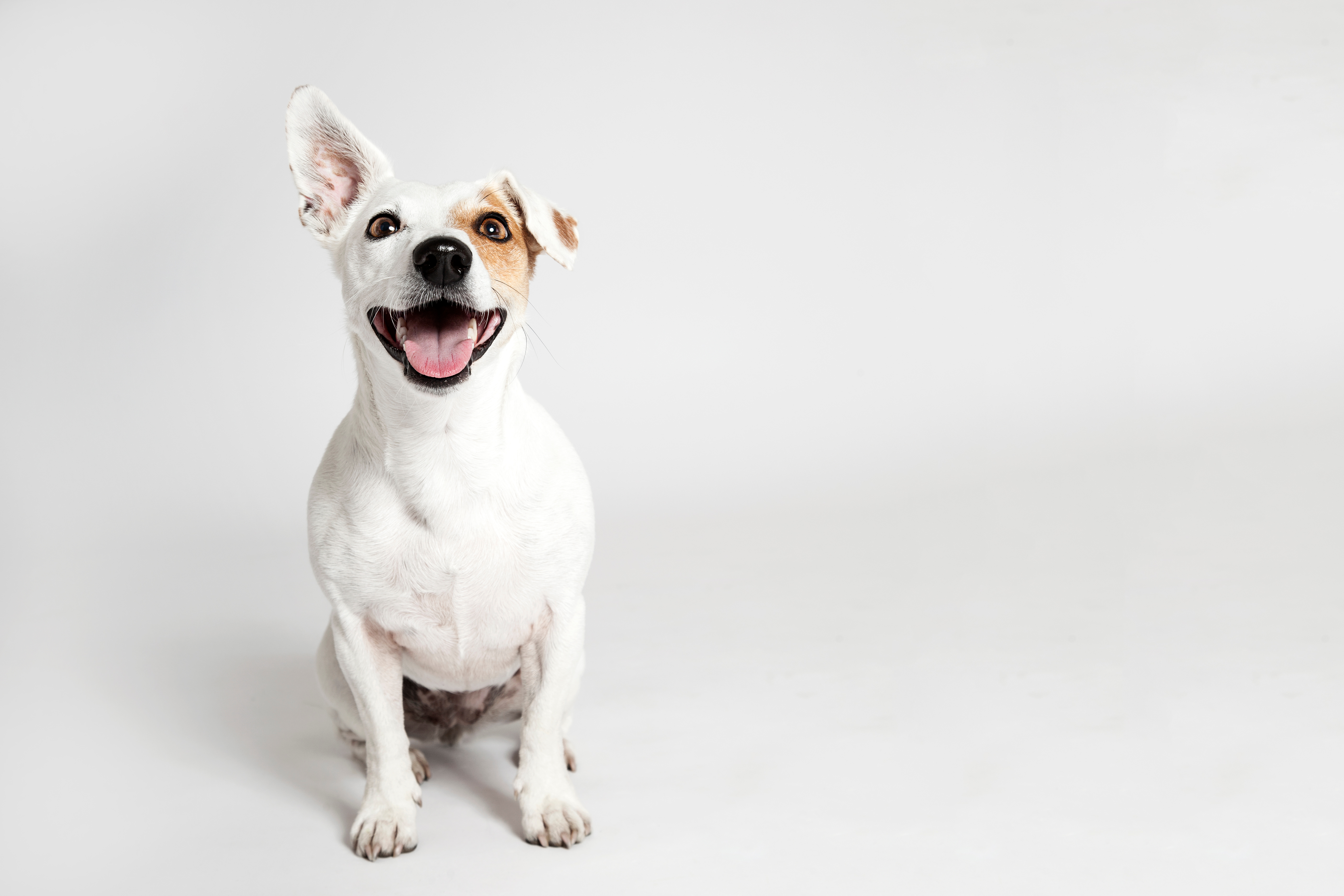 Rex, ein Jack Russell Terrier mit rotem Halsband, springt freudig über einen Waldweg